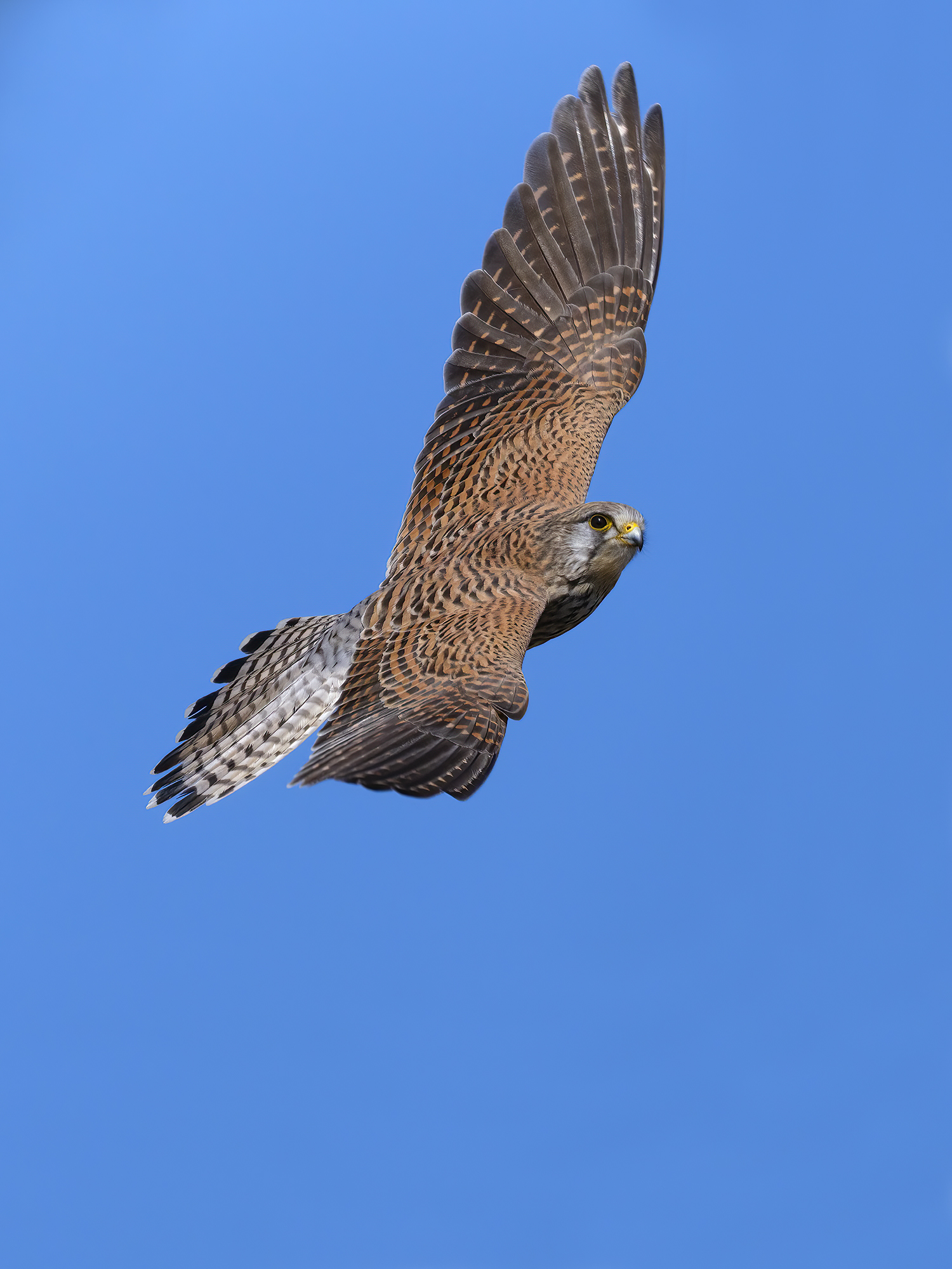 fliegen